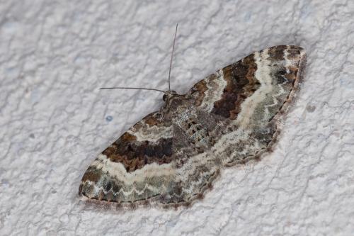 Epirrhoe alternata