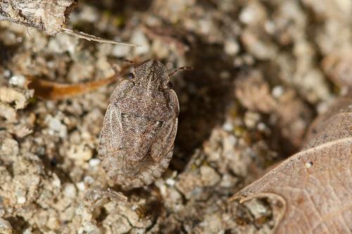 Réf. 219 299 : Sciocoris cursitans