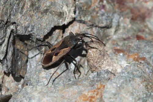 Rhyparochromus phoeniceus