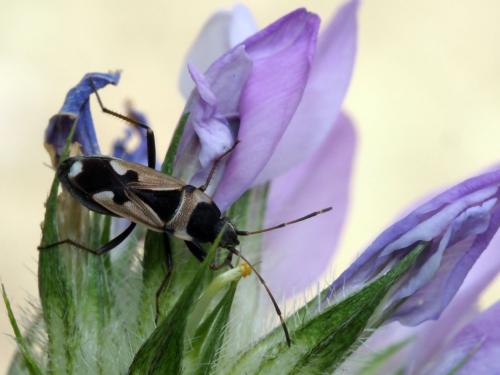 Raglius confusus
