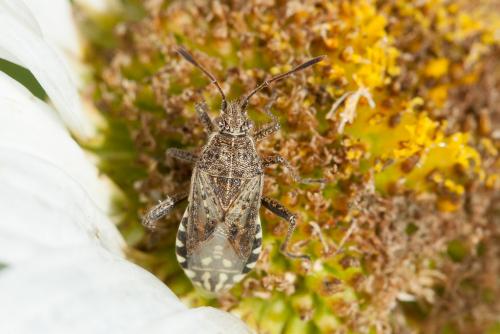 Stictopleurus punctatonervosus