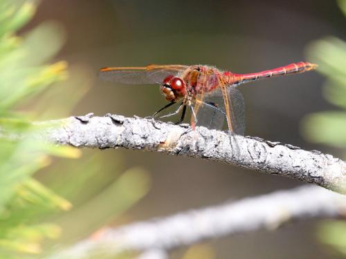 Sympetrum costiferum