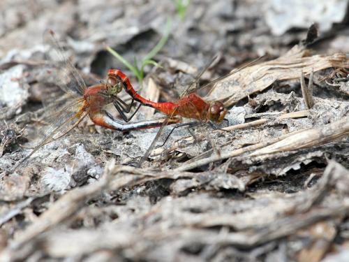 Sympetrum internum