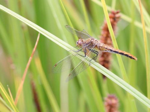 Sympetrum internum
