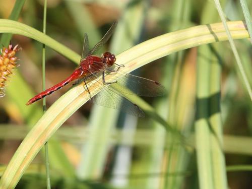 Sympetrum internum