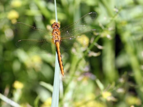 Réf. 219 386 : Sympetrum internum