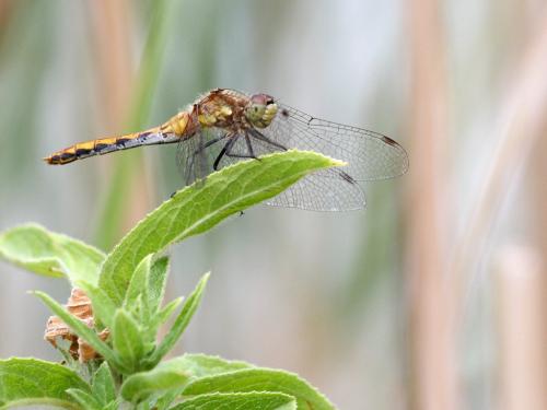 Réf. 219 393 : Sympetrum obtrusum