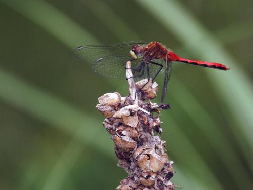 Réf. 219 389 : Sympetrum obtrusum