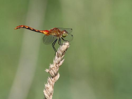 Réf. 219 391 : Sympetrum obtrusum
