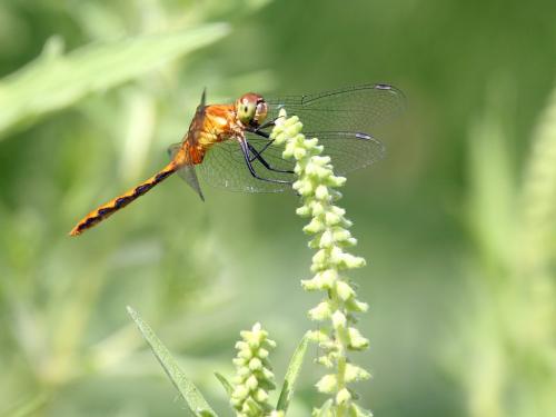 Réf. 219 392 : Sympetrum obtrusum