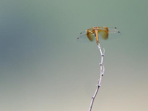 Sympetrum semicinctum