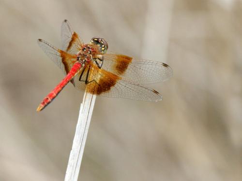 Réf. 219 198 : Sympetrum semicinctum