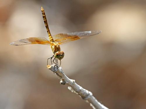Réf. 219 199 : Sympetrum semicinctum