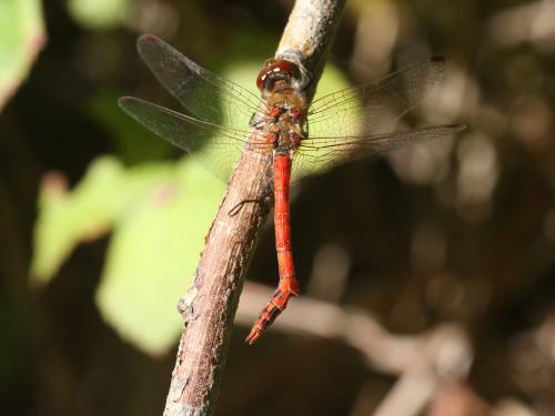 Sympetrum striolatum