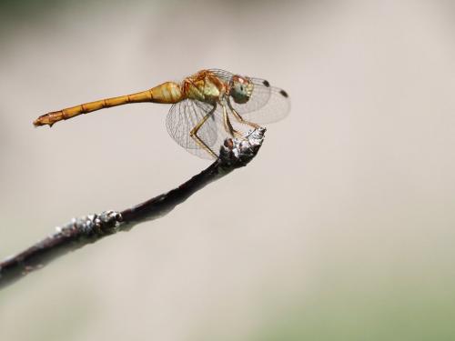 Sympetrum vicinum