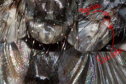 Linnaemya sp.