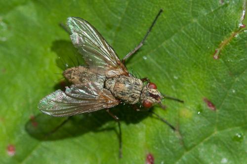 Dinera grisescens