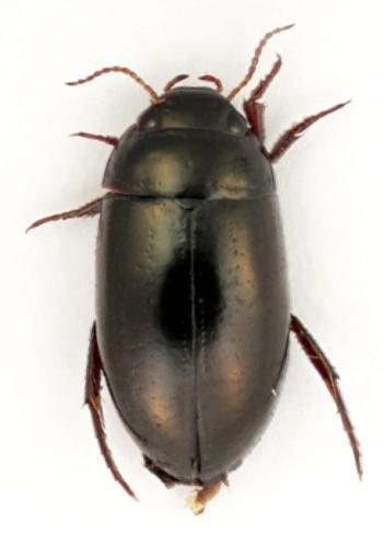 Réf. 219 699 : Agabus affinis
