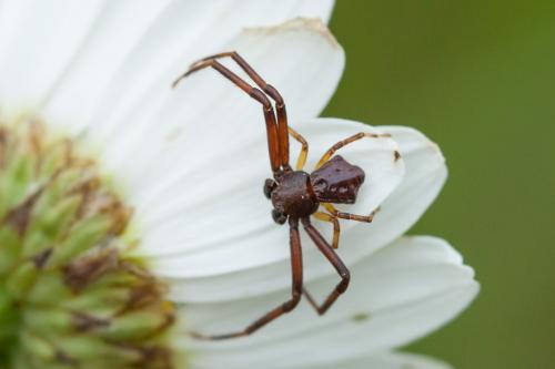 Réf. 219 560 : Pistius truncatus