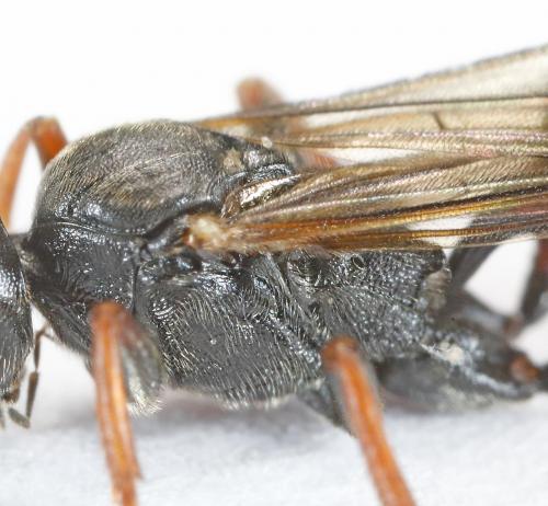 Cryptinae