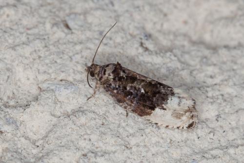 Réf. 219 748 : Hedya nubiferana