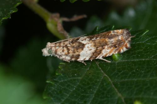 Epinotia abbreviana