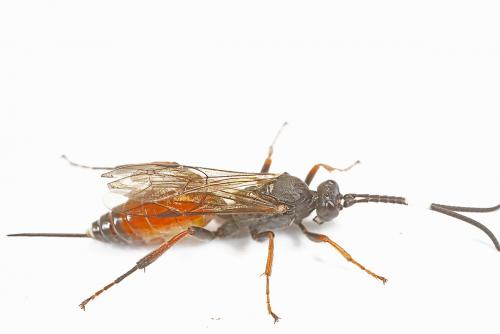 Cryptinae