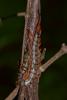 219785 – Photo : D. Martinez – Philippines