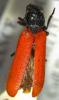219338 – Photo : loda – France (13)