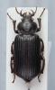 219356 – Photo : vanderbergh – Tchad