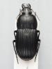 219354 – Photo : vanderbergh – Tchad
