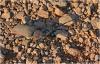 219192 – Photo : Benoit Guillon – Afrique du Sud