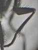 219518 – Photo : P-Y Gloaguen – France (29)