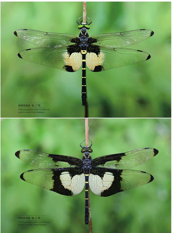 Anonyme - Chlorogomphus papilio - réf. 219125 (708 x 960 pixels, 73 ko)