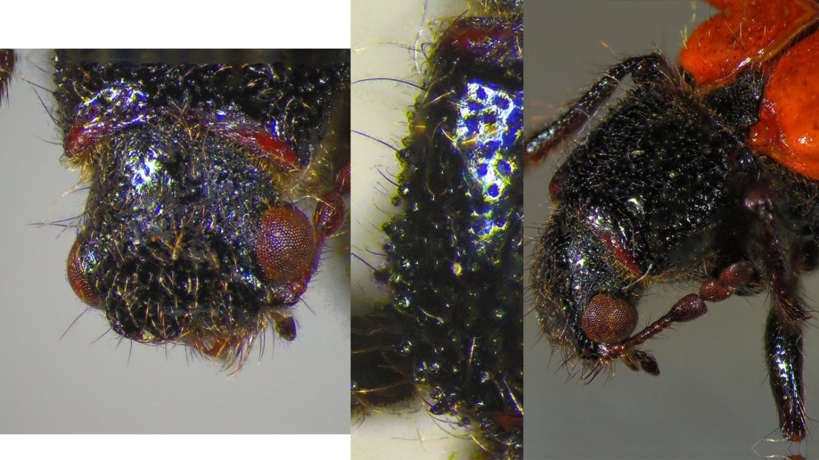 loda - Psoa dubia - réf. 219340 (1180 x 664 pixels, 167 ko)