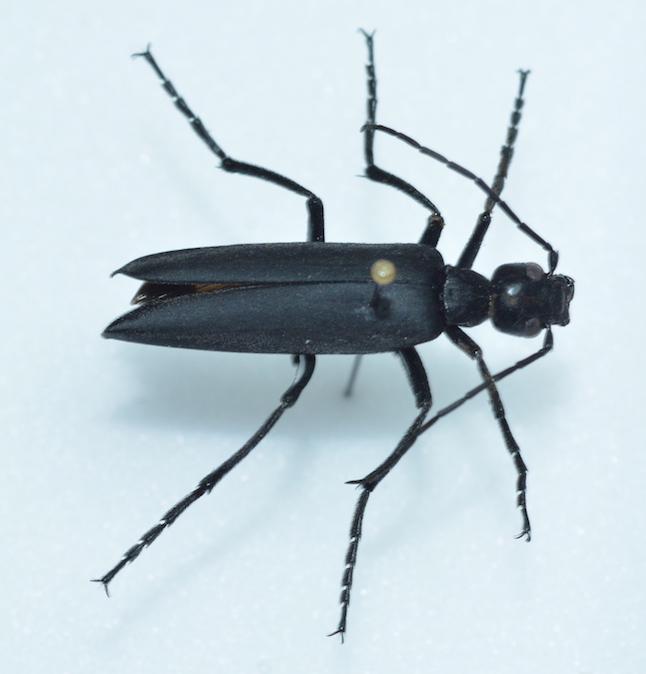 Maturin - Epicauta sp. - réf. 219323 (646 x 674 pixels, 204 ko)