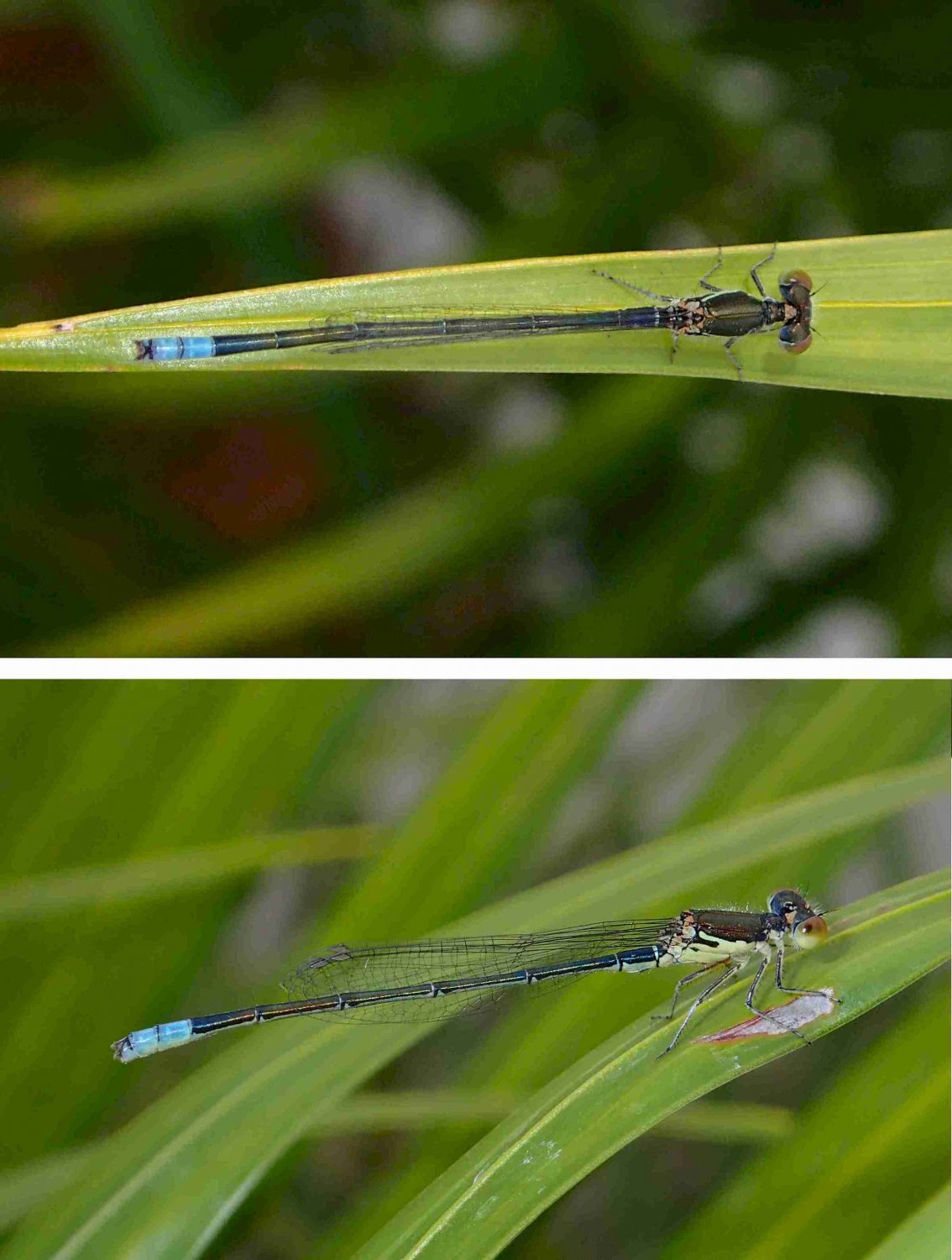 Didier Levasseur - Paracercion calamorum - réf. 219858 (1134 x 1500 pixels, 196 ko)