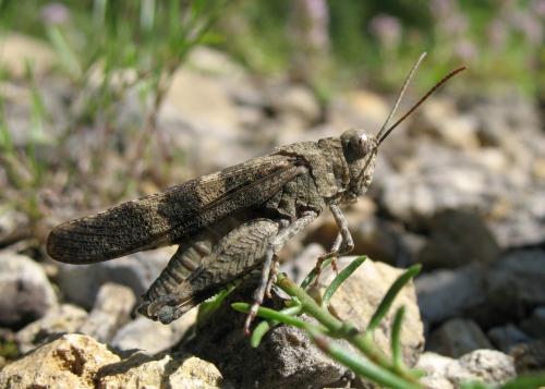 Réf. 22 810 : Oedipoda germanica germanica