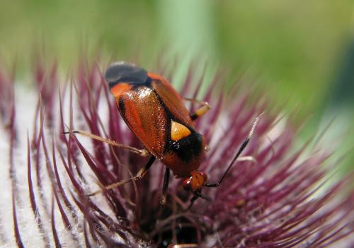Réf. 22 334 : Deraeocoris ruber