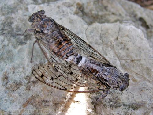 Cicada orni