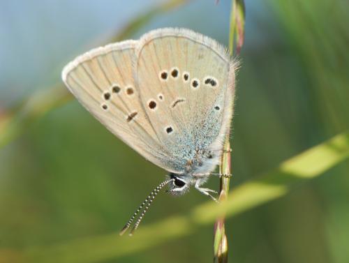 Réf. 22 651 : Cyaniris semiargus