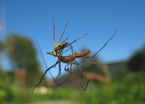Tetragnatha sp.