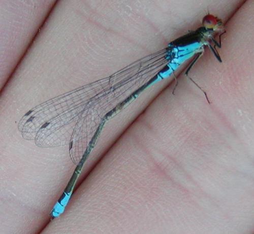 Réf. 22 894 : Erythromma viridulum