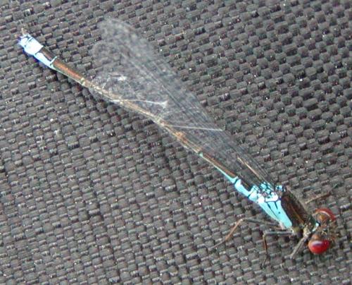 Réf. 22 895 : Erythromma viridulum
