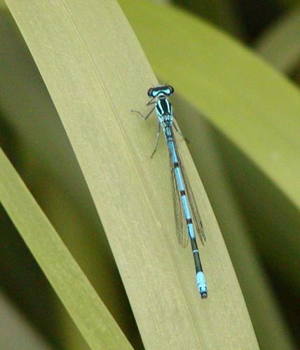 Réf. 22 675 : Coenagrion puella