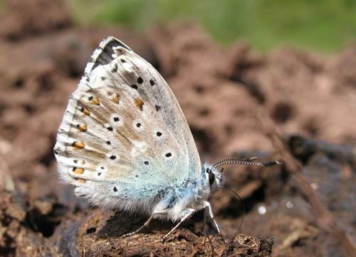 Réf. 22 537 : Polyommatus coridon