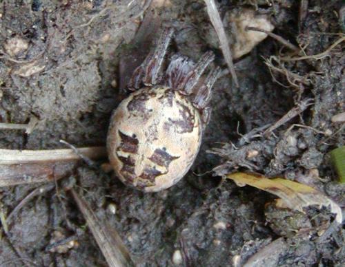 Larinioides cornutus