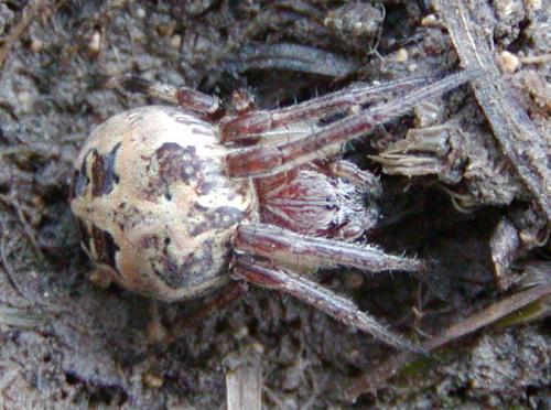 Larinioides cornutus