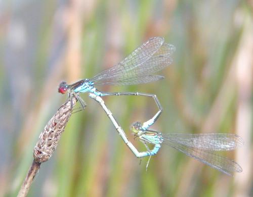 Réf. 22 898 : Erythromma viridulum