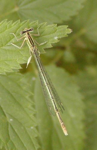 Platycnemis pennipes